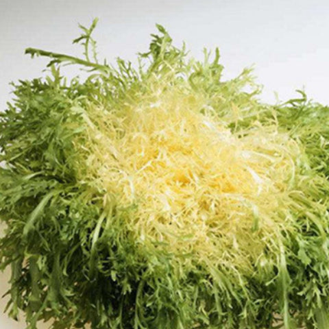Yellow Chjcory & Endive Seeds