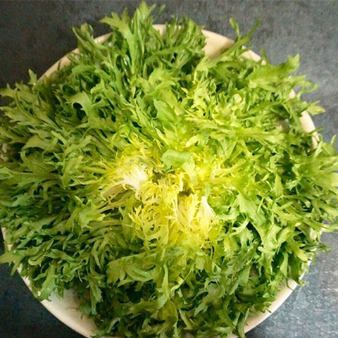 Yellow Chjcory & Endive Seeds