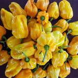 Yellow-Devil-Pepper-Chilli-Seeds