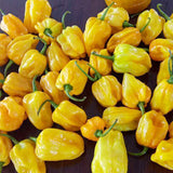Yellow-Devil-Pepper-Chilli-Seeds
