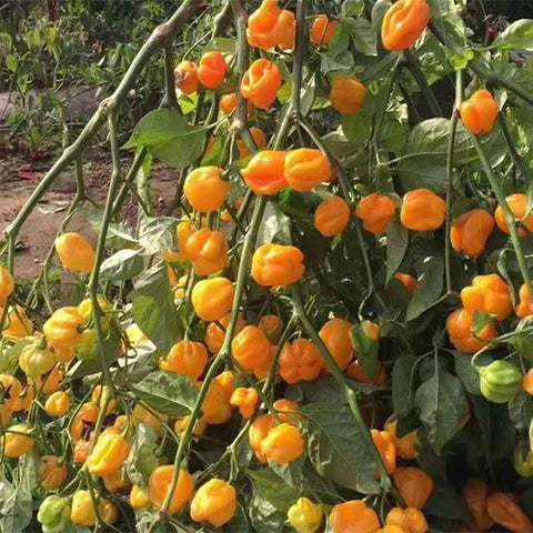 Yellow-Devil-Pepper-Chilli-Seeds