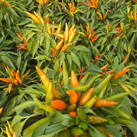 Yellow-Pepper-Chilli-Seeds