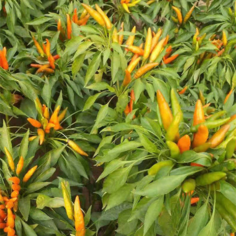 Yellow-Pepper-Chilli-Seeds