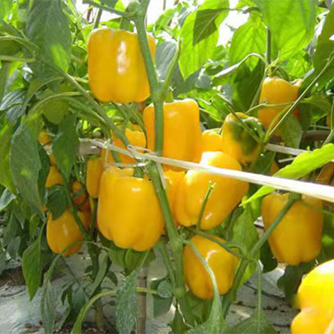 Yellow Sweet Bell Pepper & Chilli Seeds