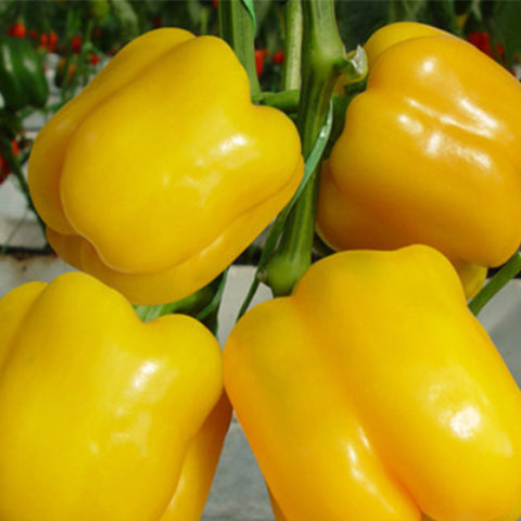 Yellow Sweet Bell Pepper & Chilli Seeds