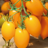 Yellow Tomato Seeds