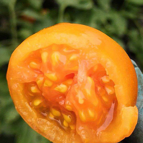 Yellow Tomato Seeds