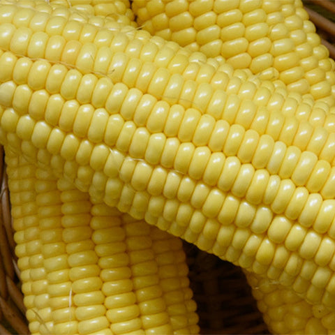 Yellow-Waxy-Corn-Seeds