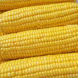 Yellow-Waxy-Corn-Seeds