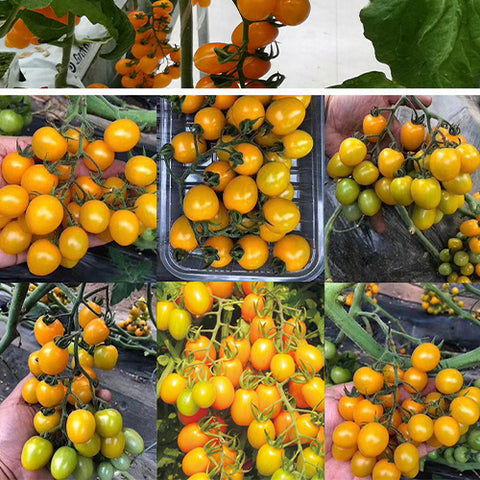 Yellow pearl tomato Seeds