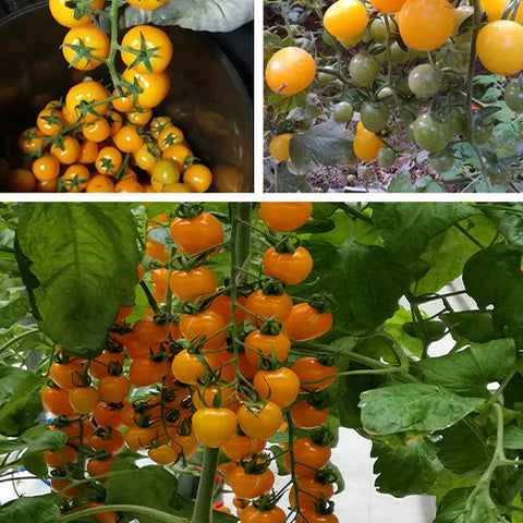 Yellow pearl tomato Seeds
