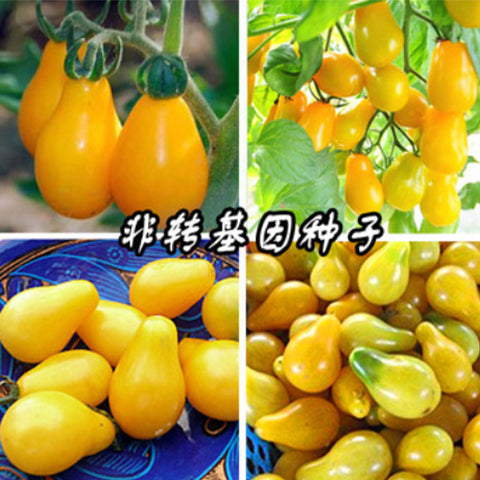 Yellow tomato Seeds