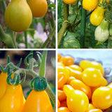 Yellow tomato Seeds