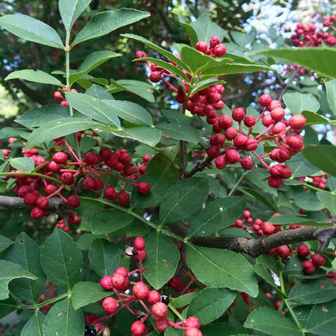 Zanthoxylum & Mountain zanthoxylum Seeds