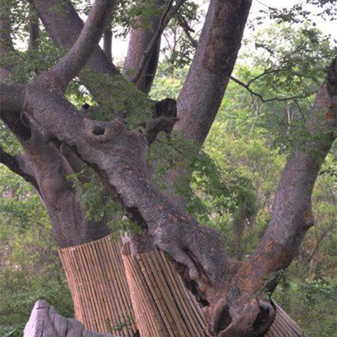 Zelkova schneideriana & Big-leaf zelkova Seeds