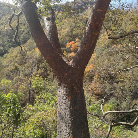 Zelkova schneideriana & Big-leaf zelkova Seeds