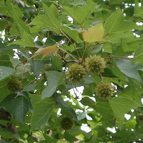 Zelkova serrata & keyaki Seeds