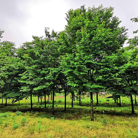 Zelkova serrata & keyaki Seeds