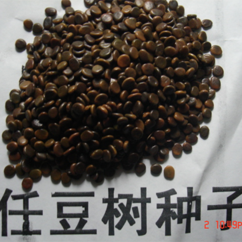 Zenia insignis Seeds