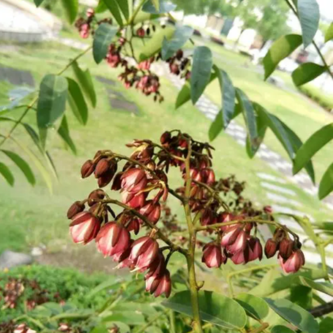 Zenia insignis Seeds