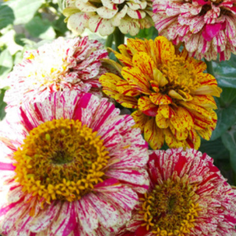 Zinnia Elegans & Candy Cane Zinnia Seeds