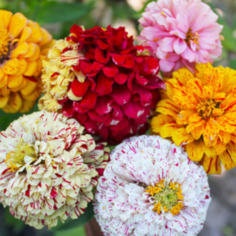 Zinnia Elegans & Candy Cane Zinnia Seeds