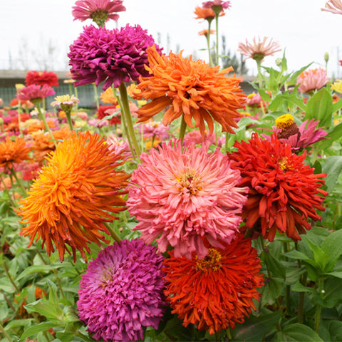 Zinnia-Elegans-Zinnia-Seeds