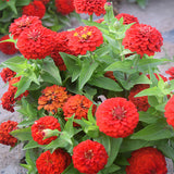 Zinnia-Elegans-Zinnia-Seeds