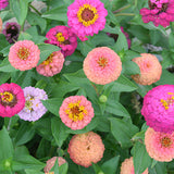 Zinnia-Elegans-Zinnia-Seeds