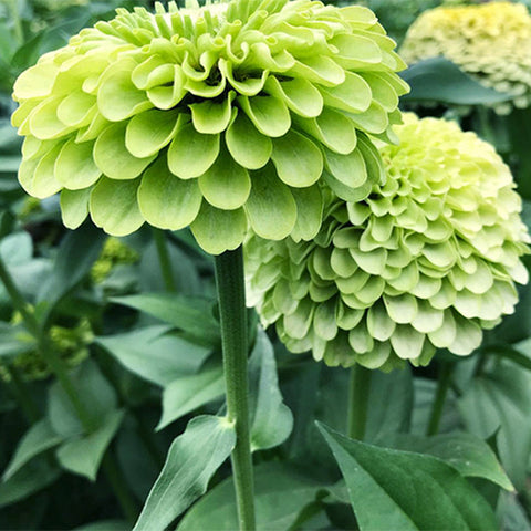 Zinnia-Elegans-Zinnia-Seeds