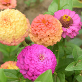 Zinnia-Elegans-Zinnia-Seeds