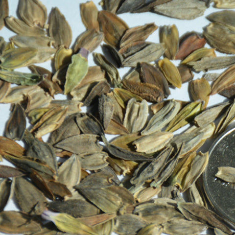 Zinnia Elegans & Zinnia Seeds