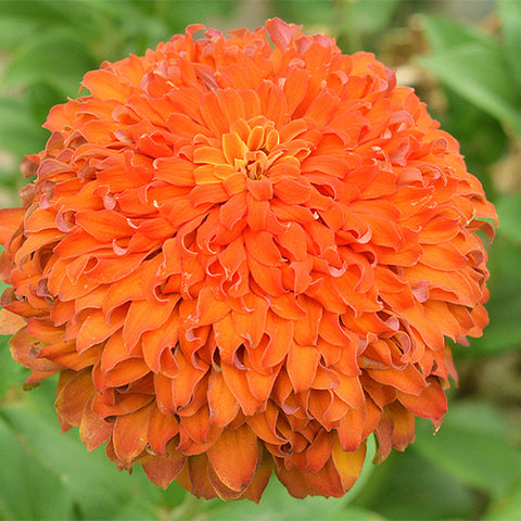 Zinnia-Elegans-Zinnia-Seeds