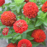 Zinnia-Elegans-Zinnia-Seeds