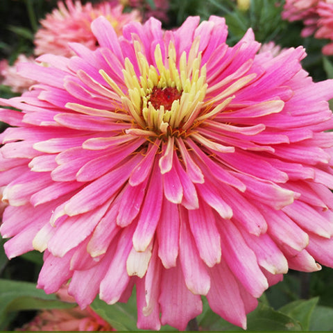 Zinnia Elegans & Zinnia Seeds