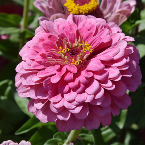 Zinnia-Elegans-Zinnia-Seeds