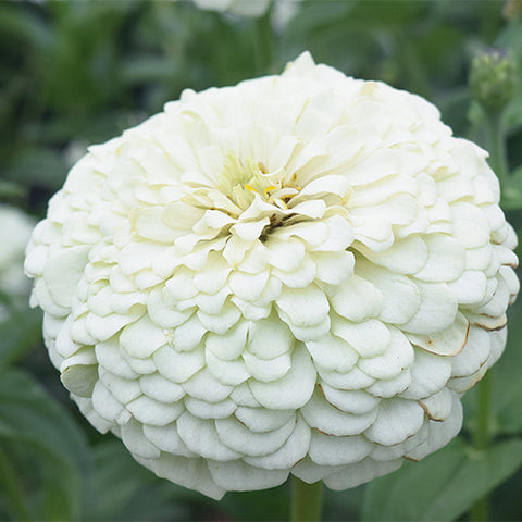 Zinnia-Elegans-Zinnia-Seeds