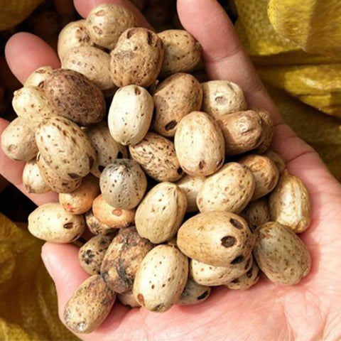 Ziziphus-jujuba-Jujube-Seeds