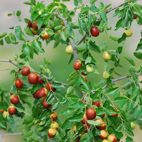 Ziziphus-jujuba-Jujube-Seeds