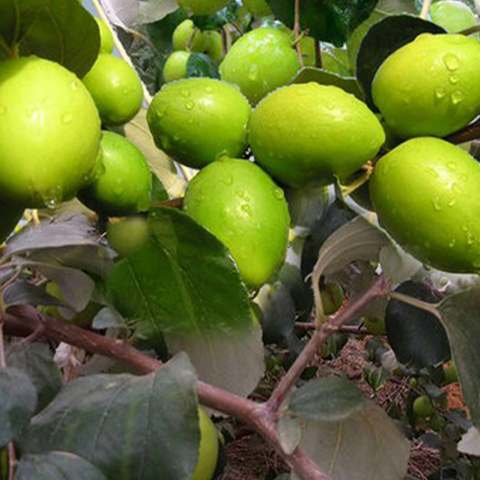 Zizyphus mauritiana & Indian jujube Seeds