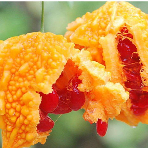 Momordica charantia Seeds