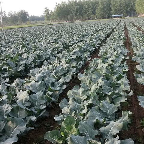 Green broccoli Seeds