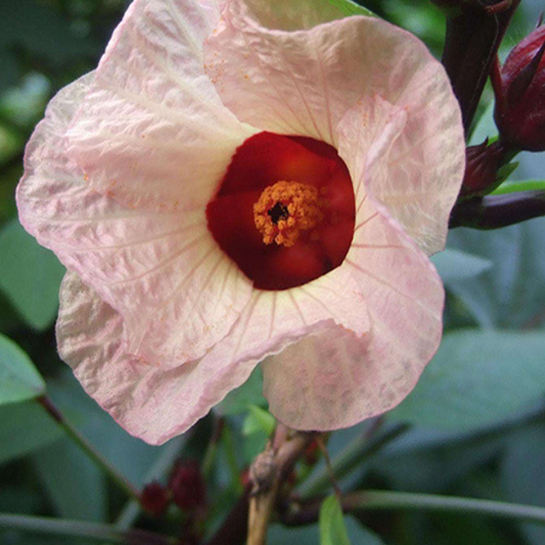 Hibiscus Sabdariffa & Roselle Calyx Seeds – HeYou Seeds