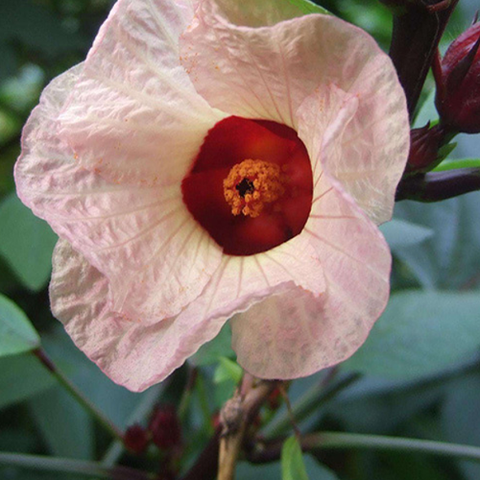 Hibiscus Sabdariffa & Roselle Calyx Seeds
