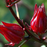 Hibiscus Sabdariffa & Roselle Calyx Seeds