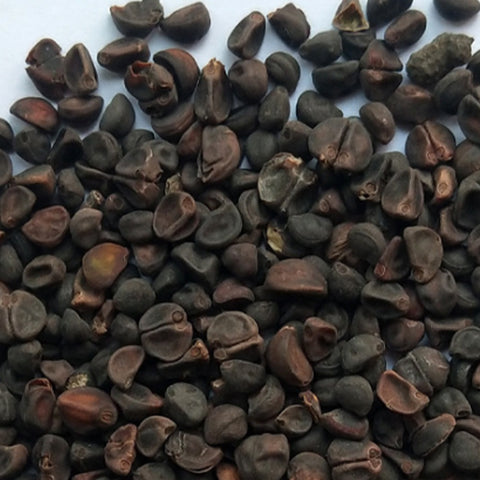 lpomoea Purpurea & Morning Glory Seeds