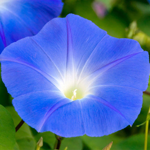 lpomoea Purpurea & Morning Glory Seeds