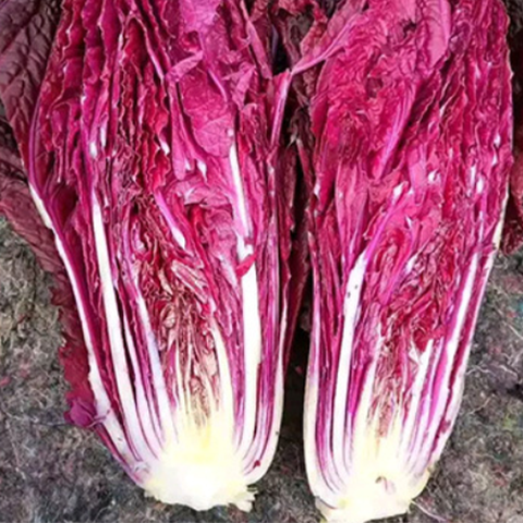 Hybrid F1 Purple Chinese Cabbage Seeds