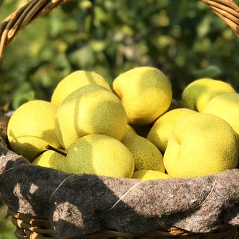 Pyrus ussuriensis & Ussurian pear Seeds