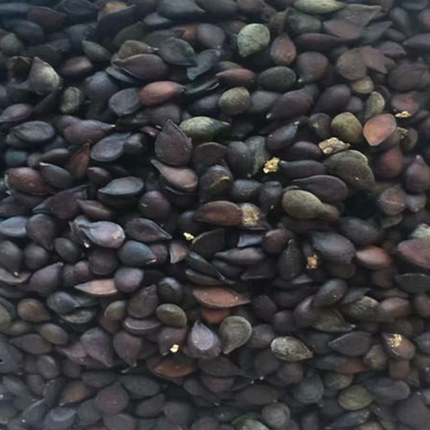 Pyrus ussuriensis & Ussurian pear Seeds